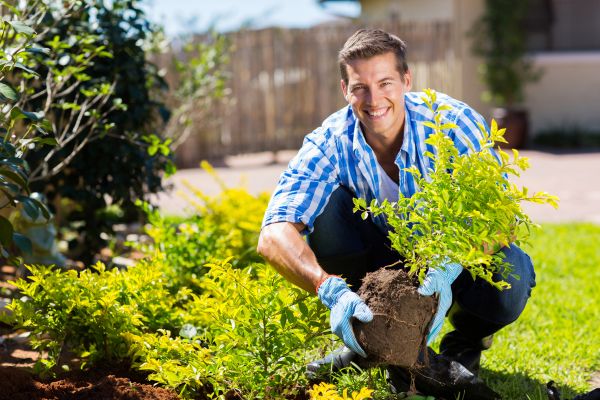 Bush Planting Service in Wentzville