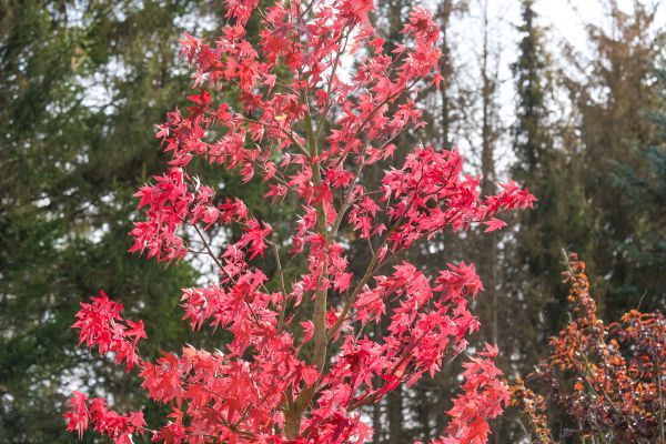 Japanese Maple Planting in Wentzville