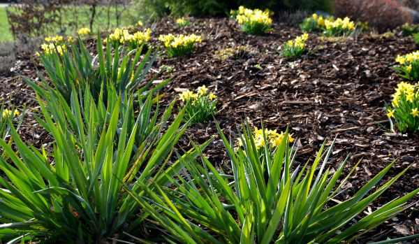 Mulch Delivery And Install