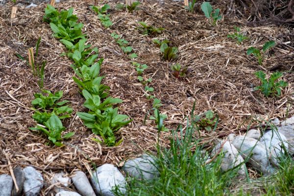 Mulch Service in Wentzville