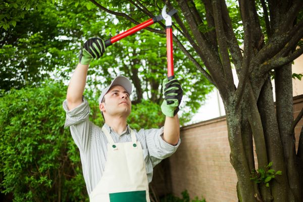 Tree Pruning And Trimming