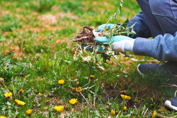 Flower Bed Clearing in Wentzville