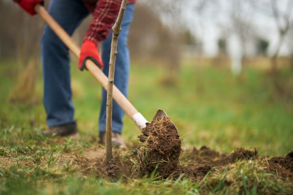 Trees Planting in Wentzville