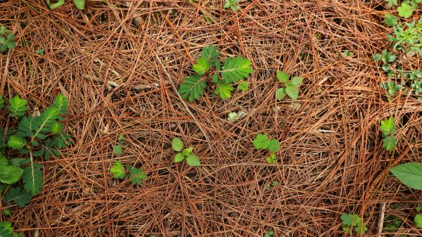 Pine Needle Mulching