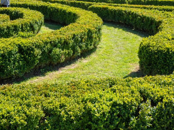 Bush Landscaping in Wentzville