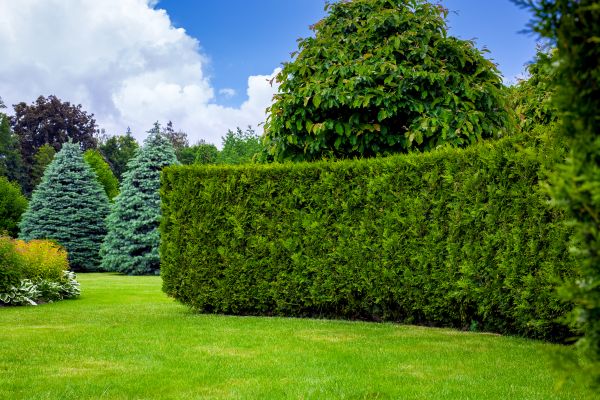 Hedge Landscaping in Wentzville