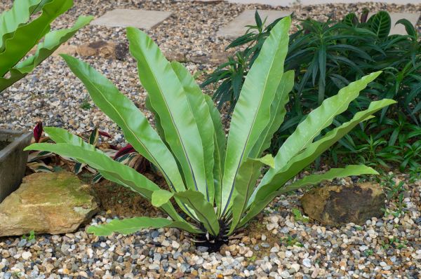 Pea Gravel Installation in Wentzville