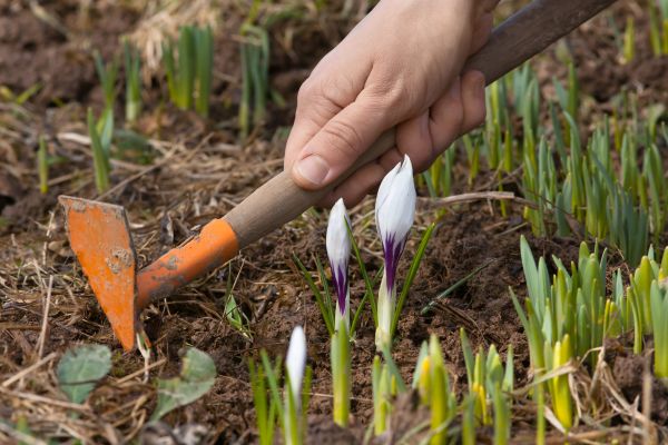 Flower Garden Weeding in Wentzville