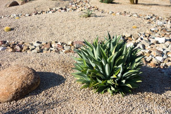 Xeriscaping Service in Wentzville