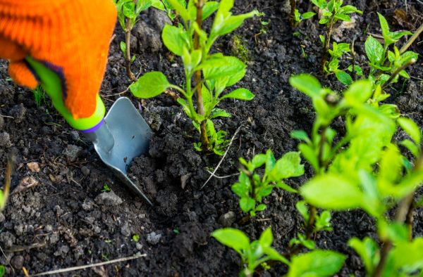 Hydrangea Planting in Wentzville