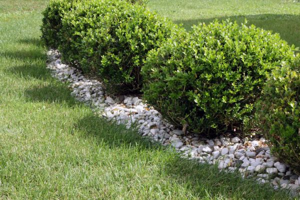 Boxwood Planting in Wentzville
