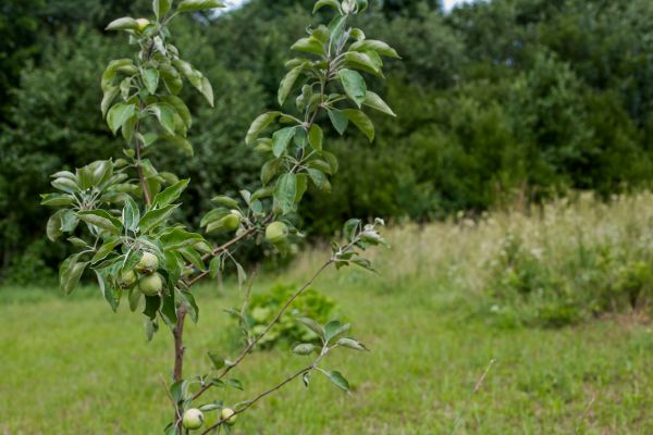 Apple Tree Planting in Wentzville