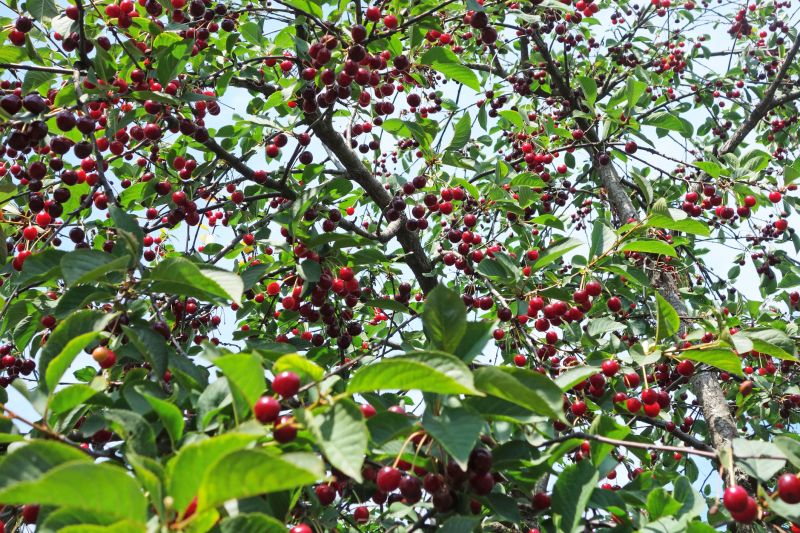 Cherry Tree Planting