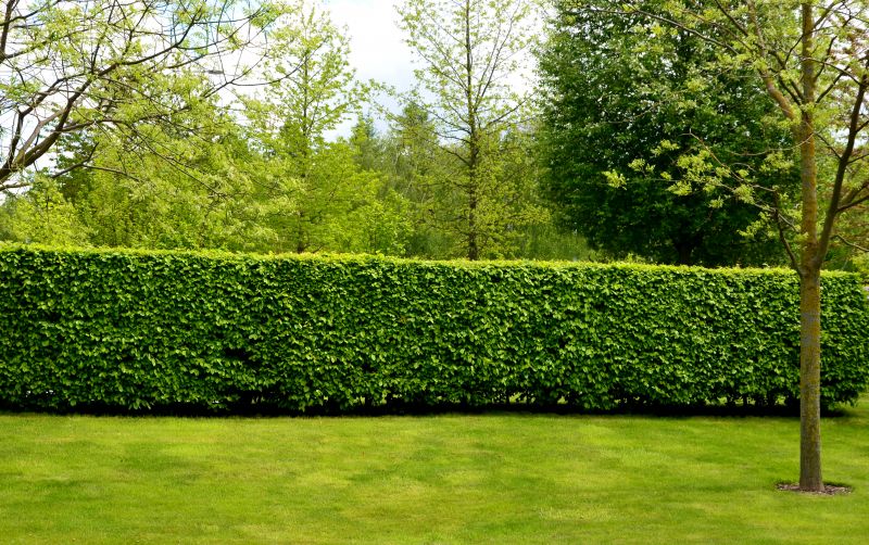 Hedge Replacement