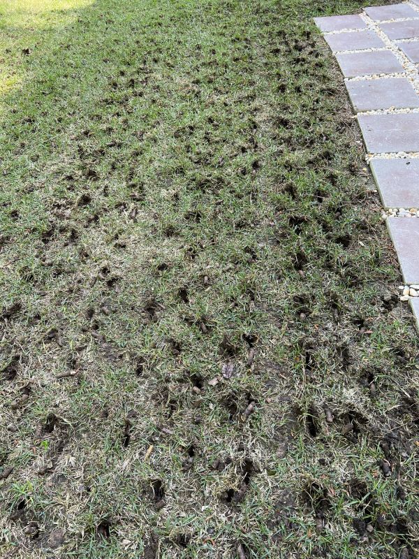 Lawn Erosion Repair
